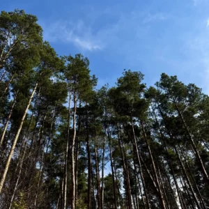 Chancza Karuzela Drzewa Wynik